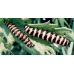 Cinnabar Moth Hipocrita jacobaeae Larvae 